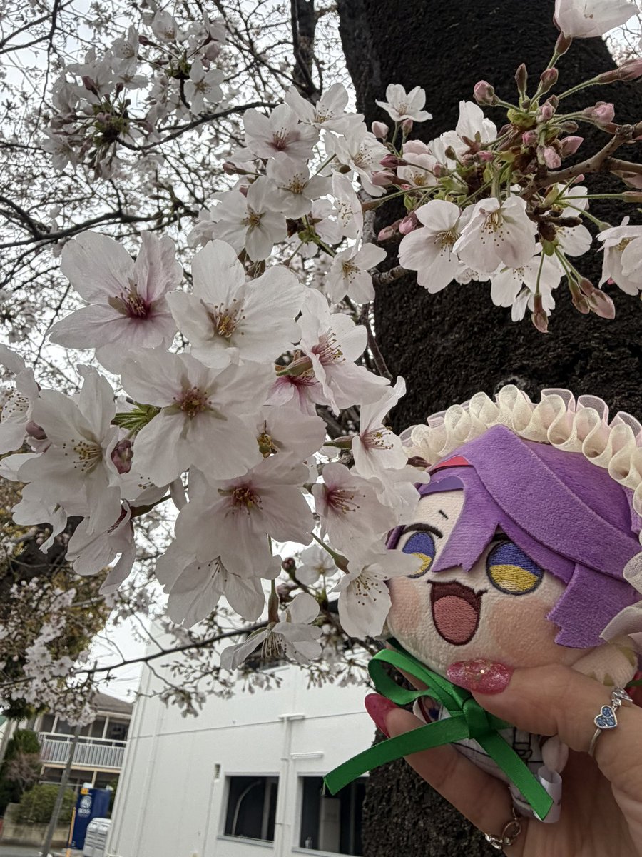 IMPACTに囚われしもこ tweet media