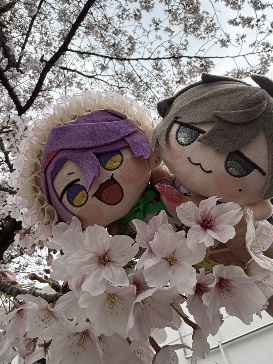 IMPACTに囚われしもこ tweet media