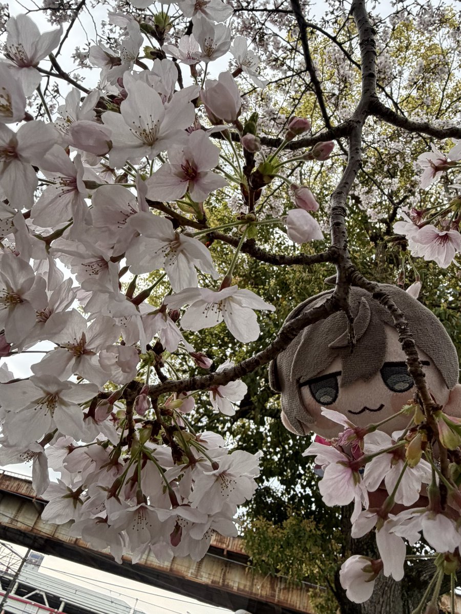 IMPACTに囚われしもこ tweet media