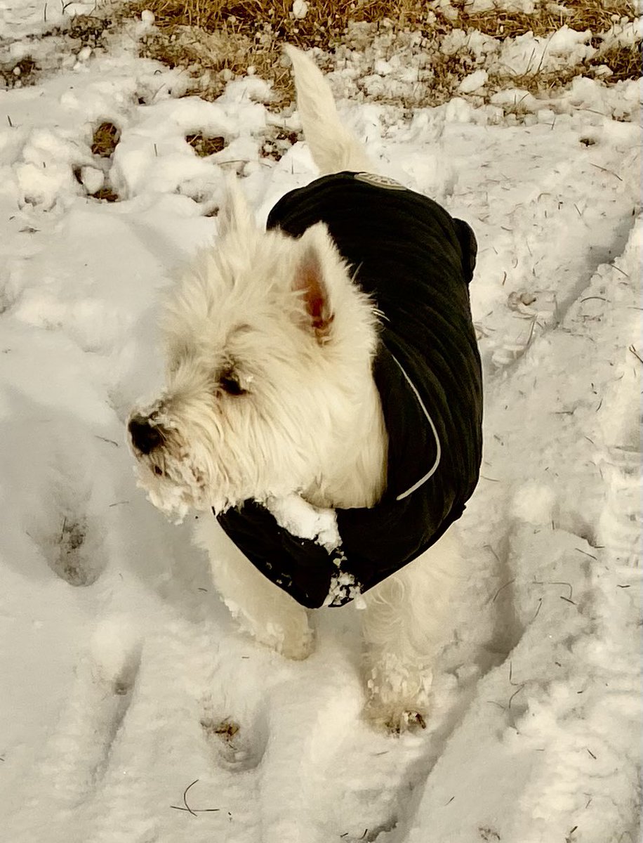 Benji The Westie tweet media