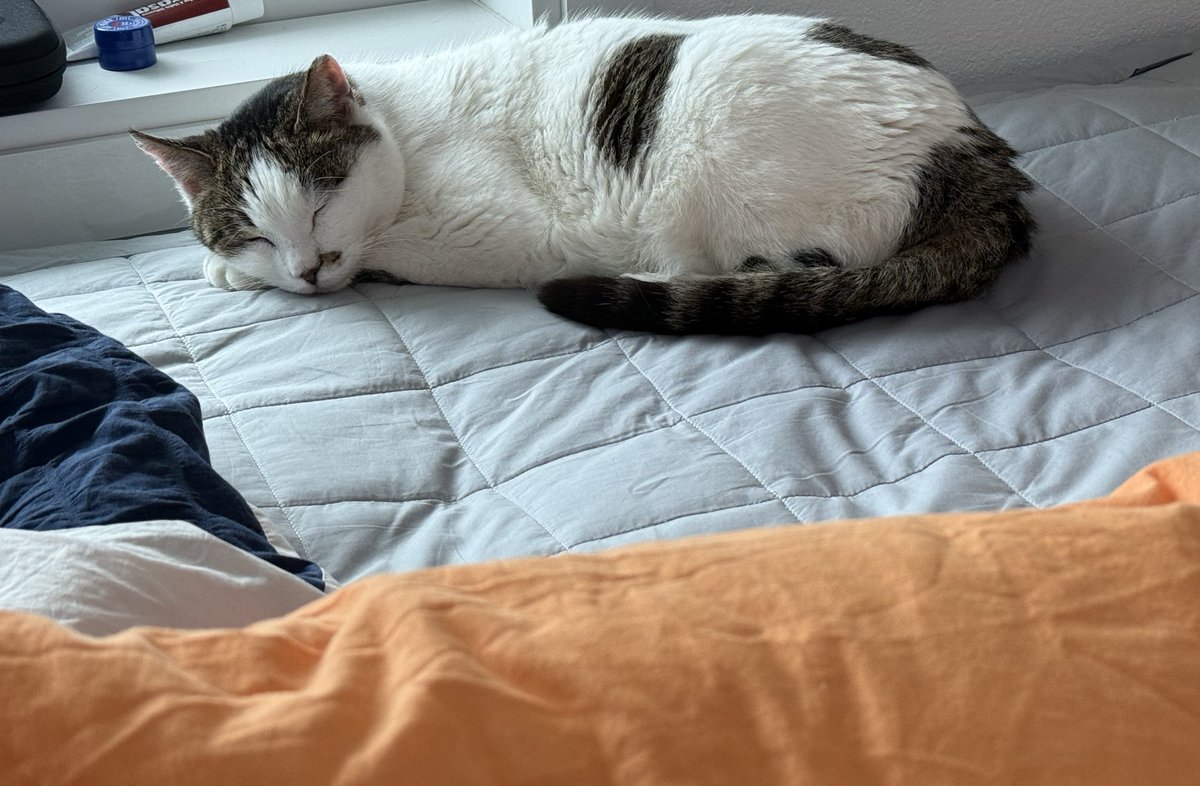 돌멩이 tweet media