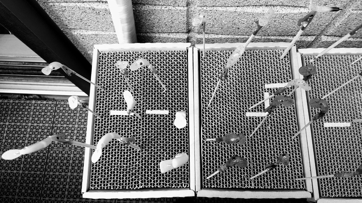 おこぼっちゃま̗̀ tweet media