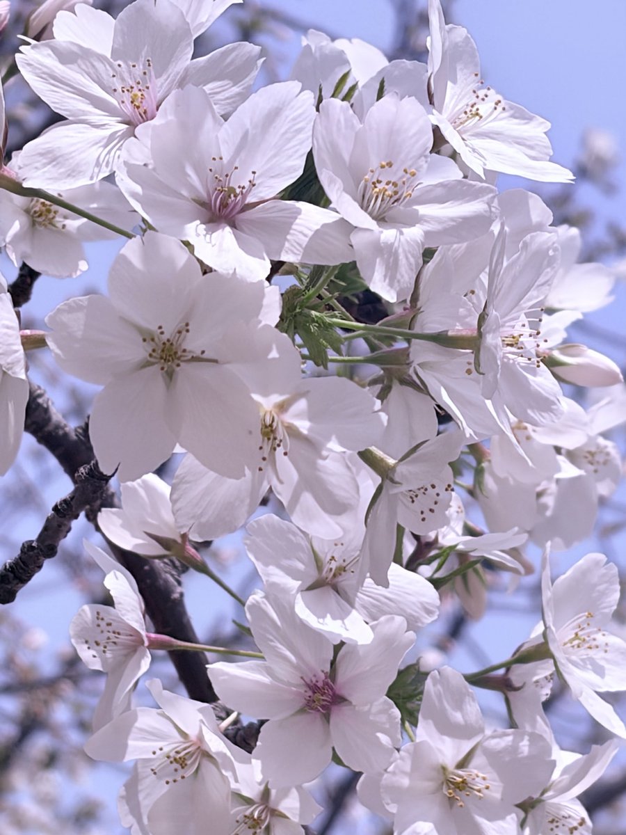 明透 -ᴀsᴜ- tweet media