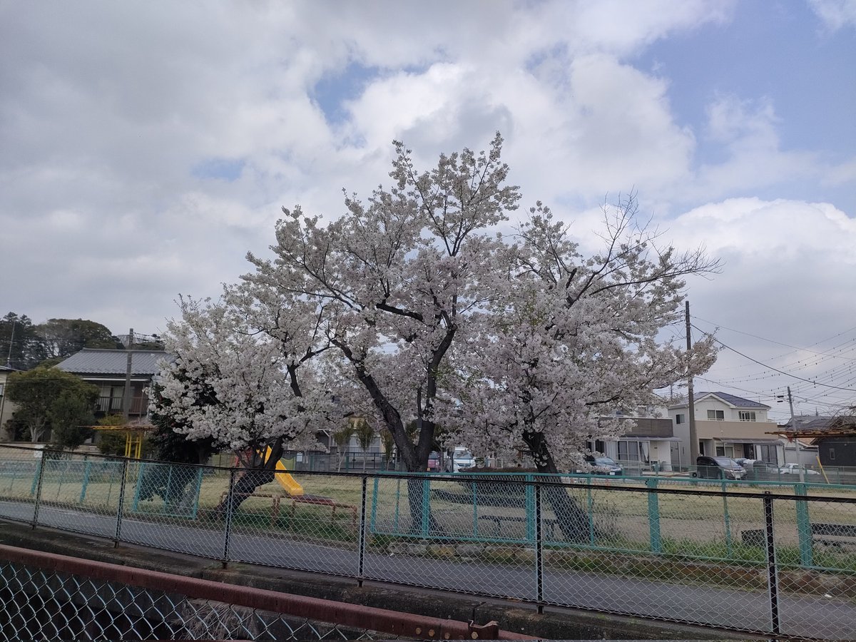 thinking0704's tweet photo. とあるお寺の枝垂れ桜
かなりの老木らしいけどまだまだキレイ🌸

今まで気が付かなかったけどすぐ近くにも、なかなか立派な木もあった https://t.co/NIIlthOyV3