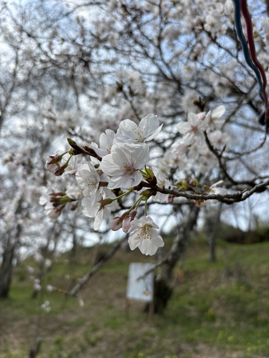 ムックリちゃん tweet media