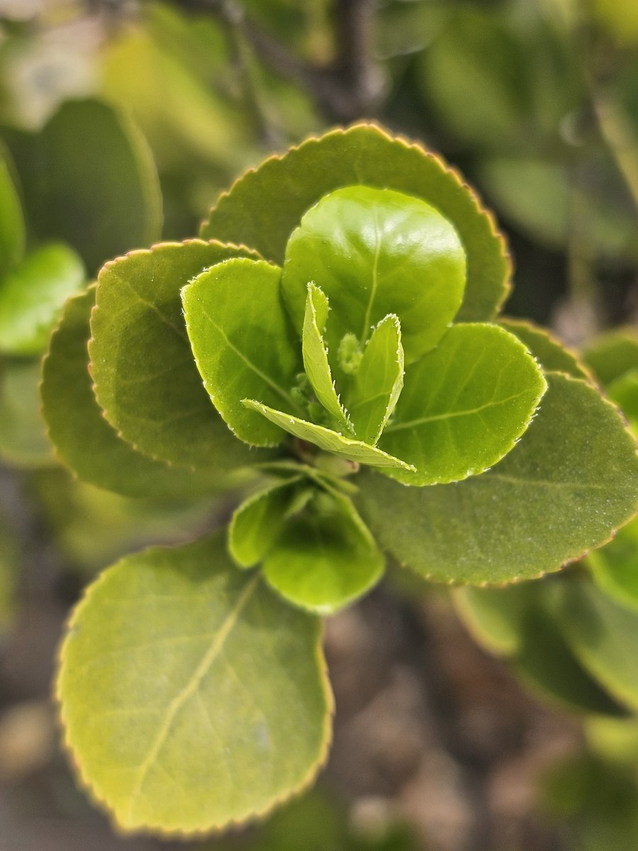 왜파래 tweet media