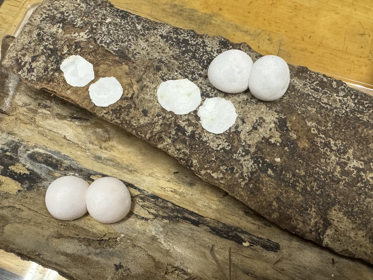 🍺こう🦎🍻🍢 tweet media