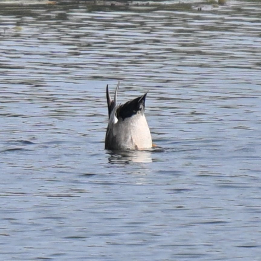 しろちゃいぬ tweet media