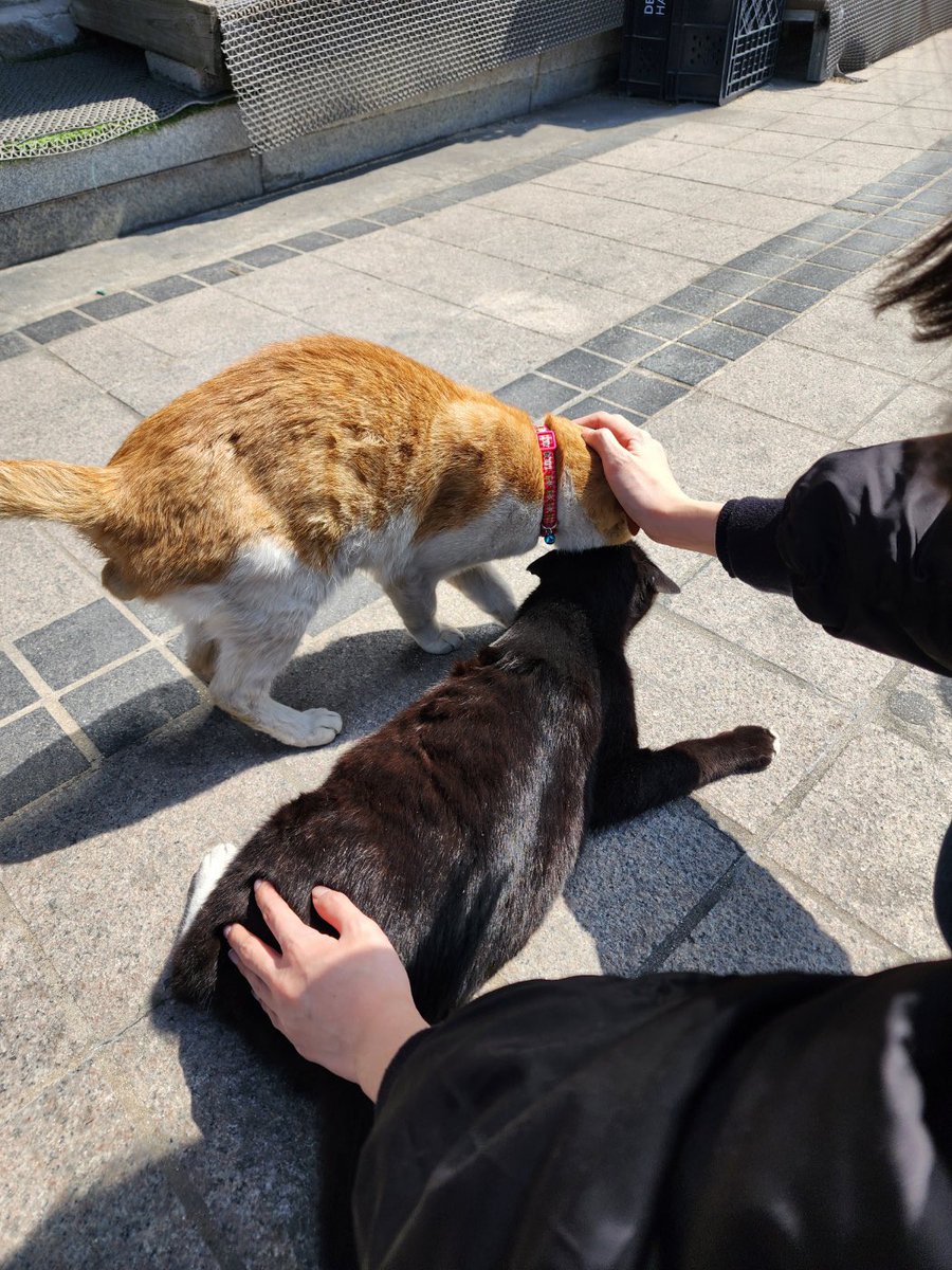 곰팡이젤리 tweet media