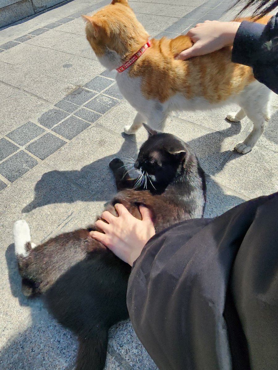 곰팡이젤리 tweet media