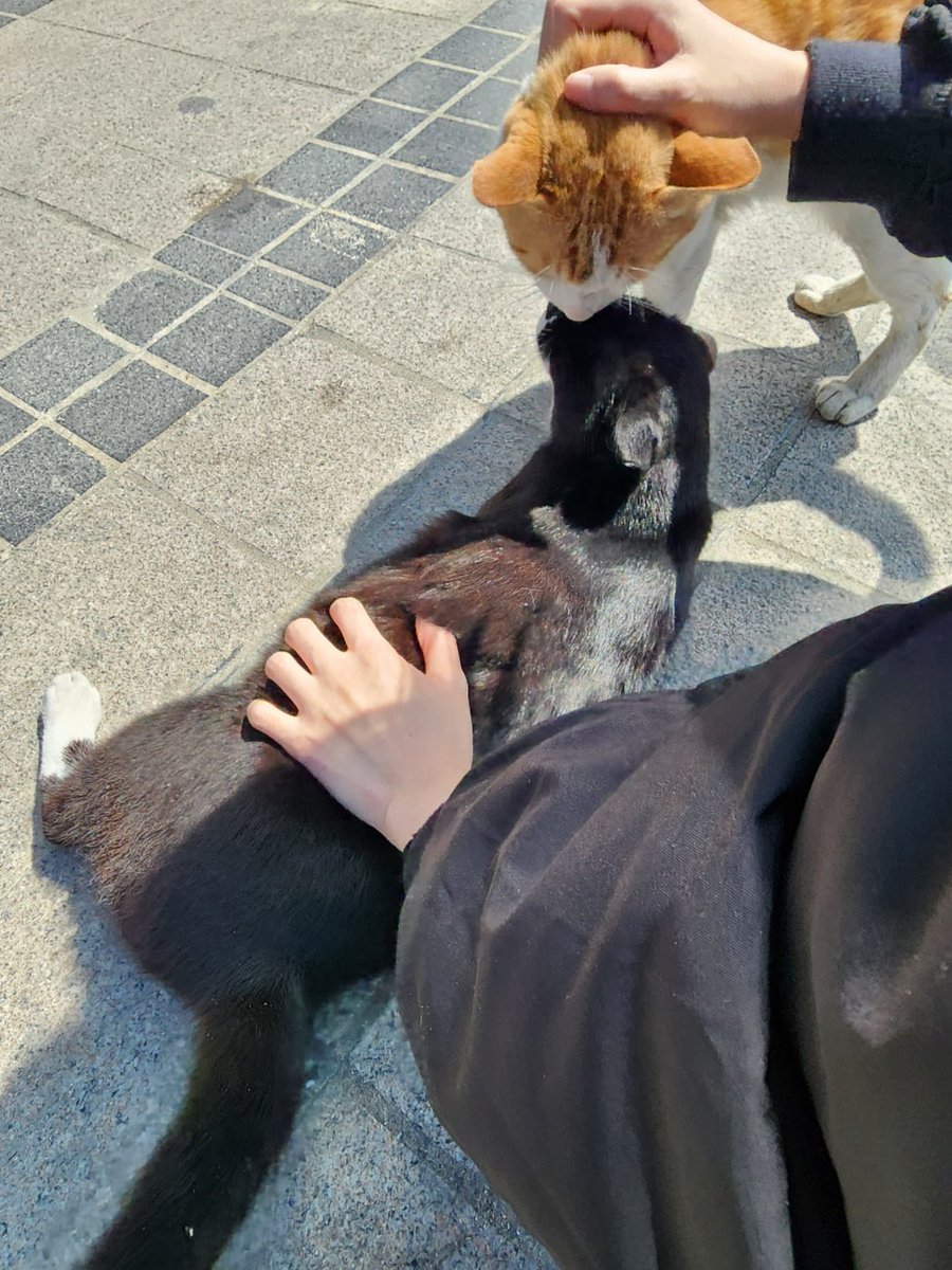 곰팡이젤리 tweet media