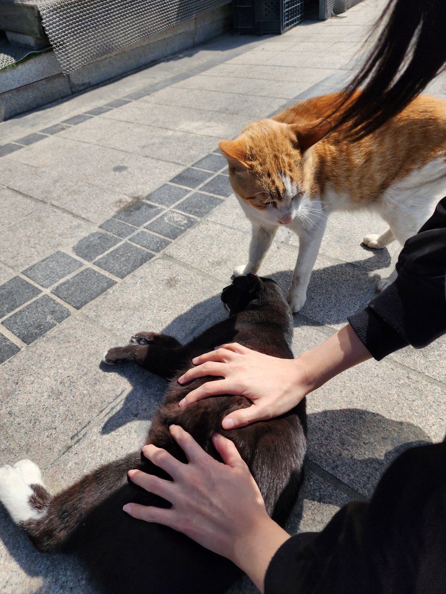 곰팡이젤리 tweet media