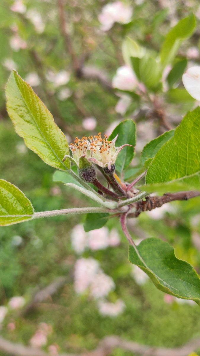 thw4u's tweet image. Blossoms everywhere 😍

#Spring #blossoms #mountains