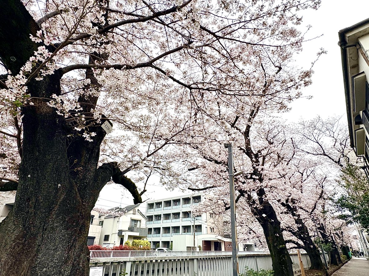 Seiji Momoi (桃井聖司) tweet media