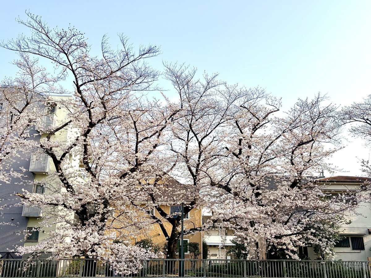 Seiji Momoi (桃井聖司) tweet media