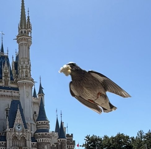 ミュー👑 tweet media