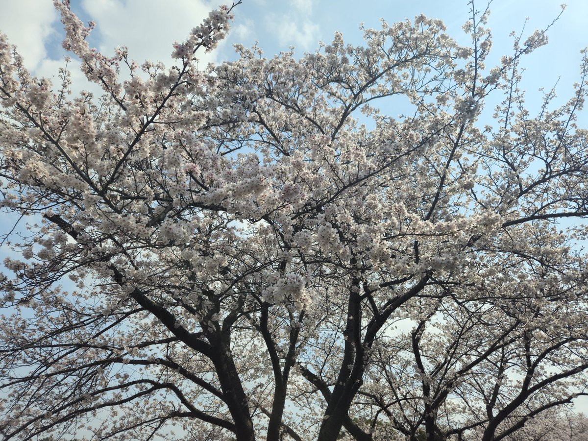 わんだふぉー zako tweet media