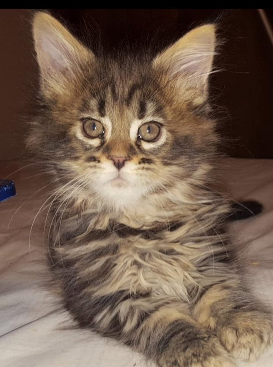 At a friend’s house, they were bustling around trying to find homes for their cat’s kittens. Suddenly, my friend scooped up a tiny kitten and asked, “Do you want this one?”

The little furball was so small it fit right in the palm of their hand—just look at that face!

Honestly,