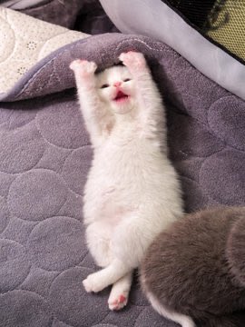 popular cats post tweet media