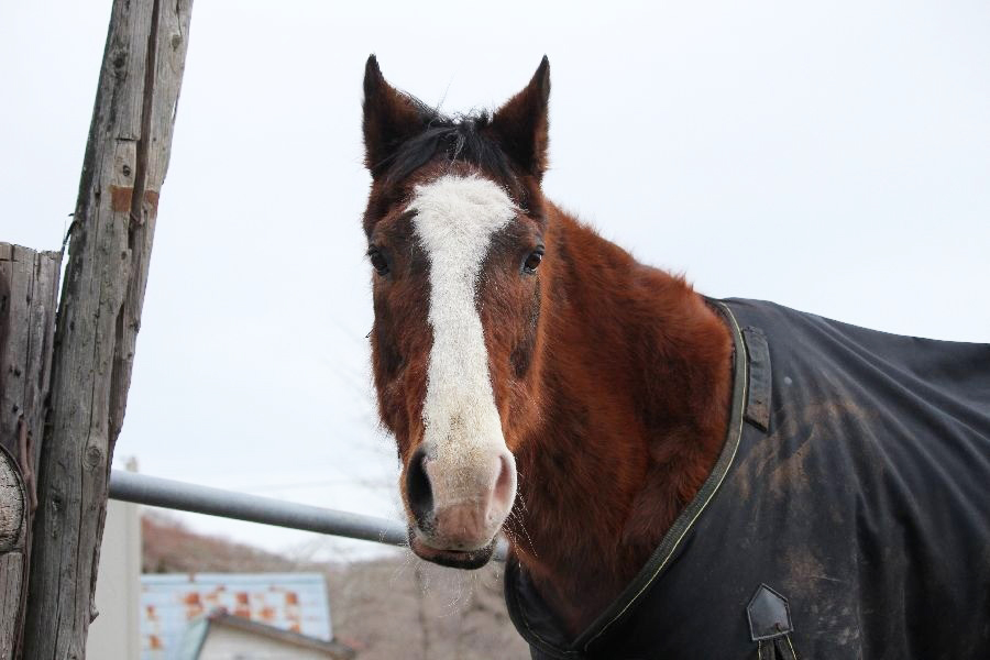 認定NPO法人引退馬協会／The Retired Horse Association tweet media