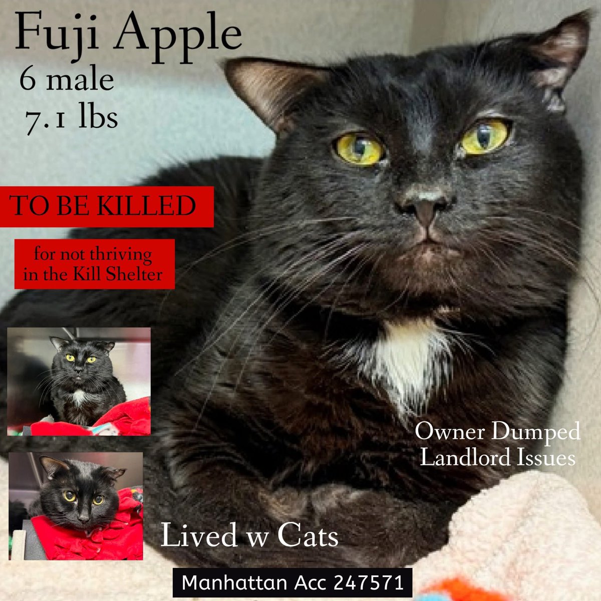 Nik & Marley Cat tweet media