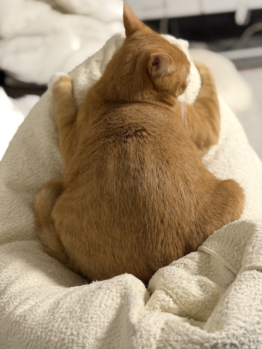 우리집강아지사진계정 tweet media