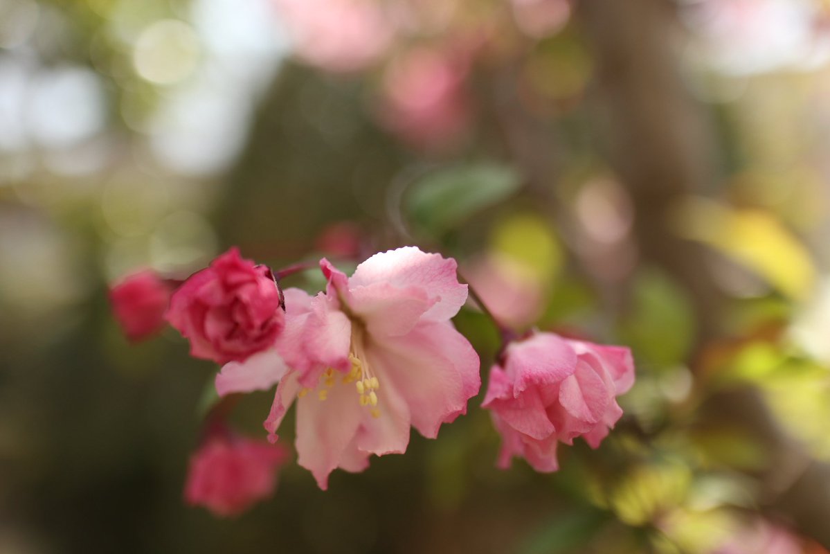 ✿✾ flower ✿❁︎ tweet media