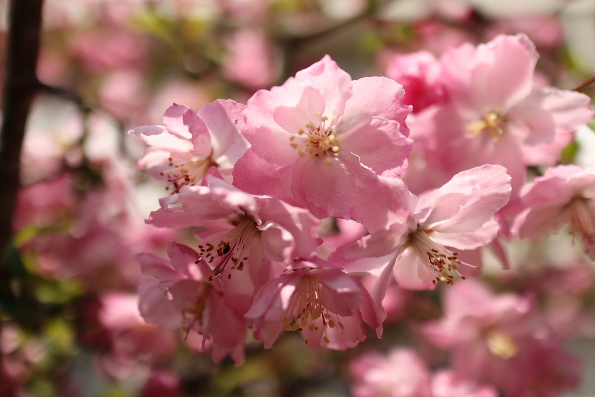 ✿✾ flower ✿❁︎ tweet media