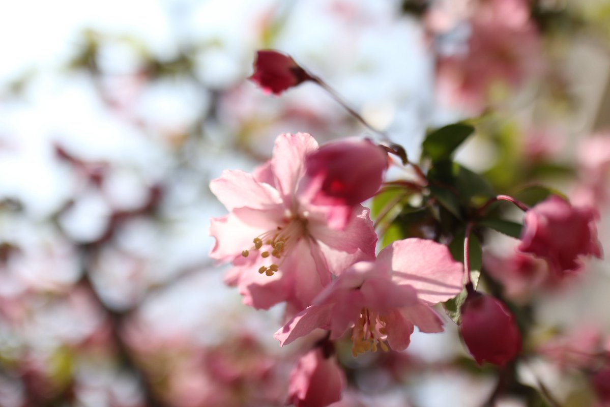 ✿✾ flower ✿❁︎ tweet media