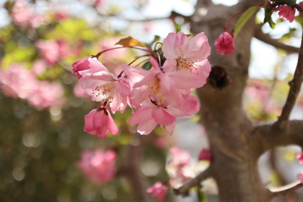 ✿✾ flower ✿❁︎ tweet media