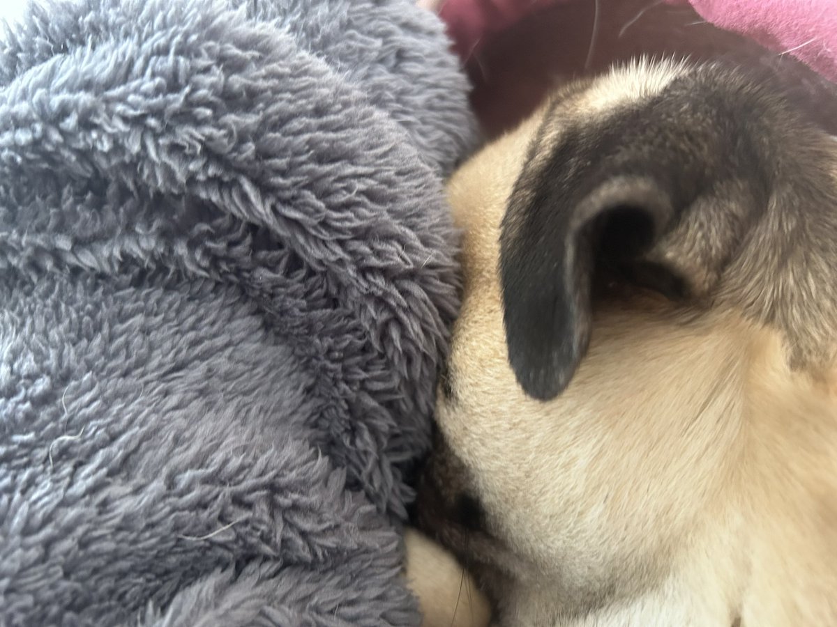 カロンバレイン tweet media