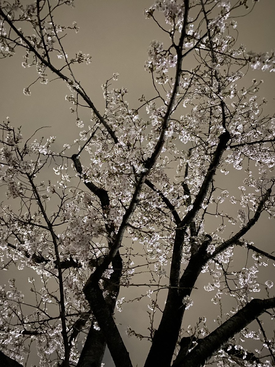 こんにちは🌞桜が満開ですね🌸

本日は月曜日なので、夜はゴールデン街G1通りポニー by TIPPLE(<a href="/pony_tipple/">ポニー&TIPPLE</a>)にいます。お花見帰りにぜひお立ち寄り下さいませ！

私も昨夜はマグナム☆マダム(<a href="/magnum_madam/">マグナム☆マダム</a>)メンバーで夜桜を楽しみました。

#エヴァ家の朝