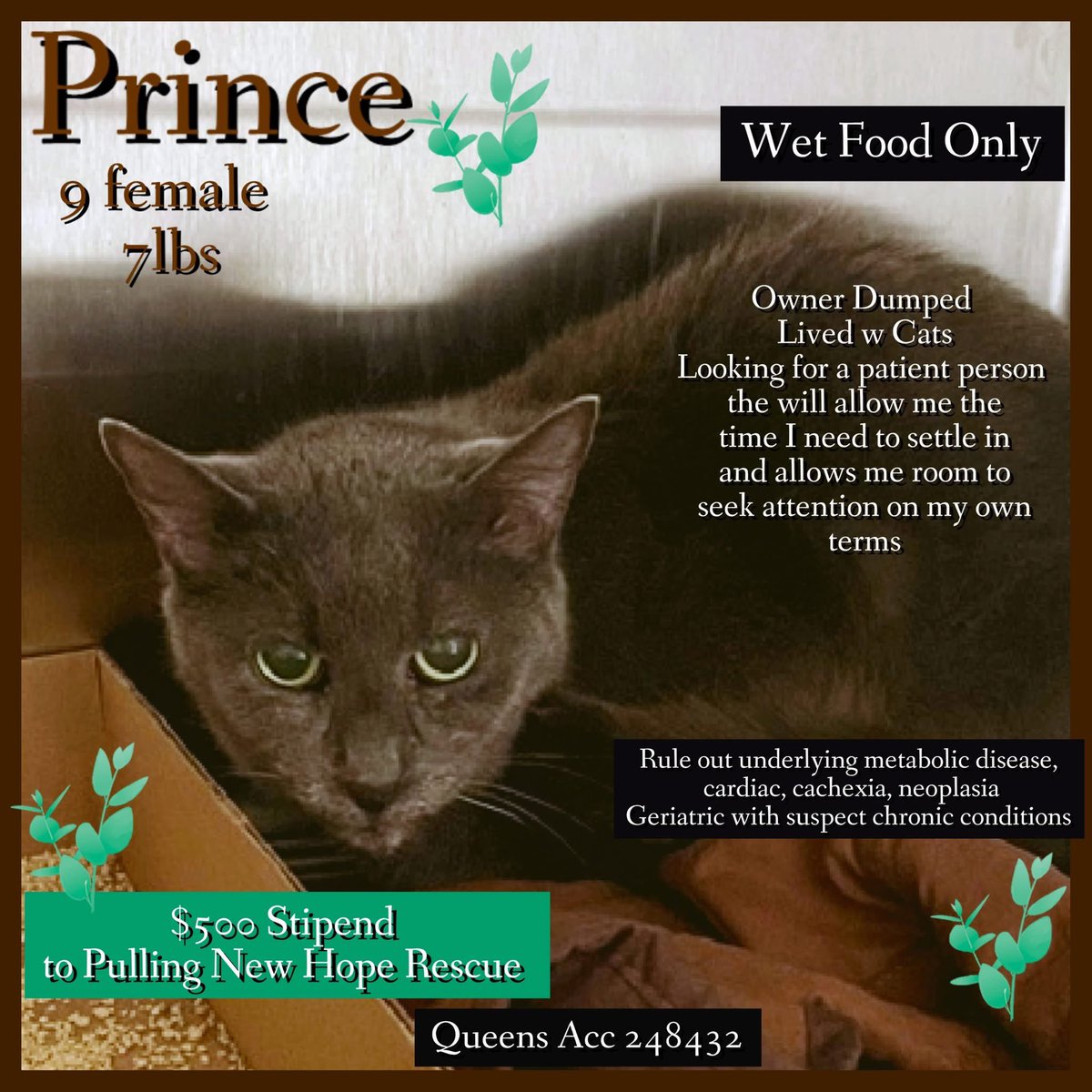 Nik & Marley Cat tweet media