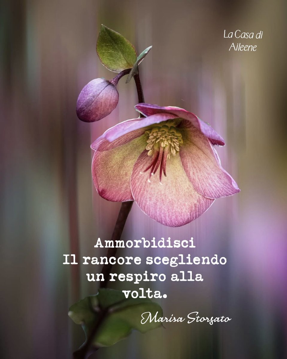 pattyfra1's tweet image. Buongiorno, buon inizio di settimana 🌸

Good morning, happy new week 🌸

#MondayMood 
#BuongiornoATutti ☕️