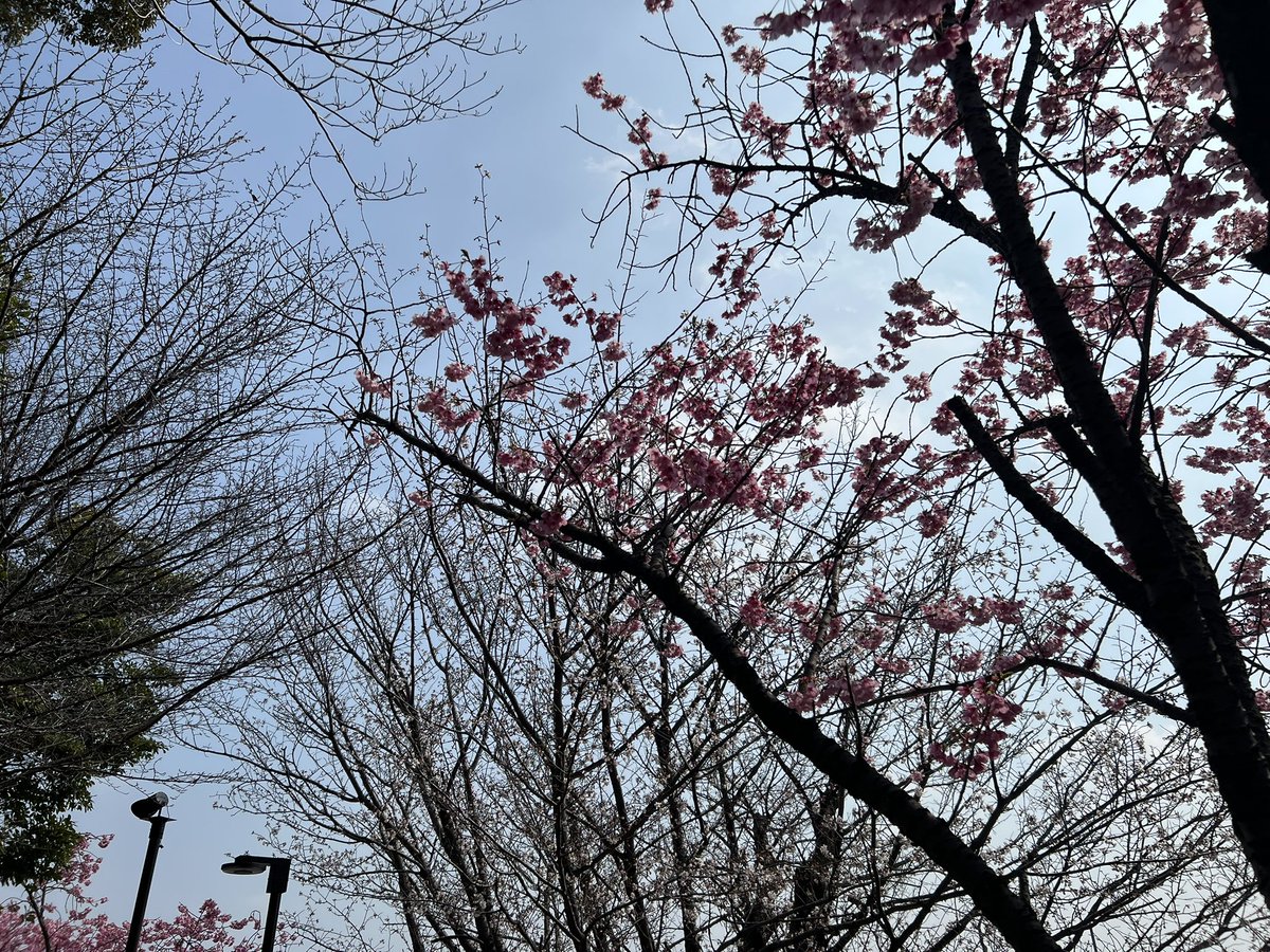 ✭KOR-KK†へっぽこ⛩️🔔🐾♏️🅱️🇯🇵めかぶ布教委員会伊賀支部員 tweet media