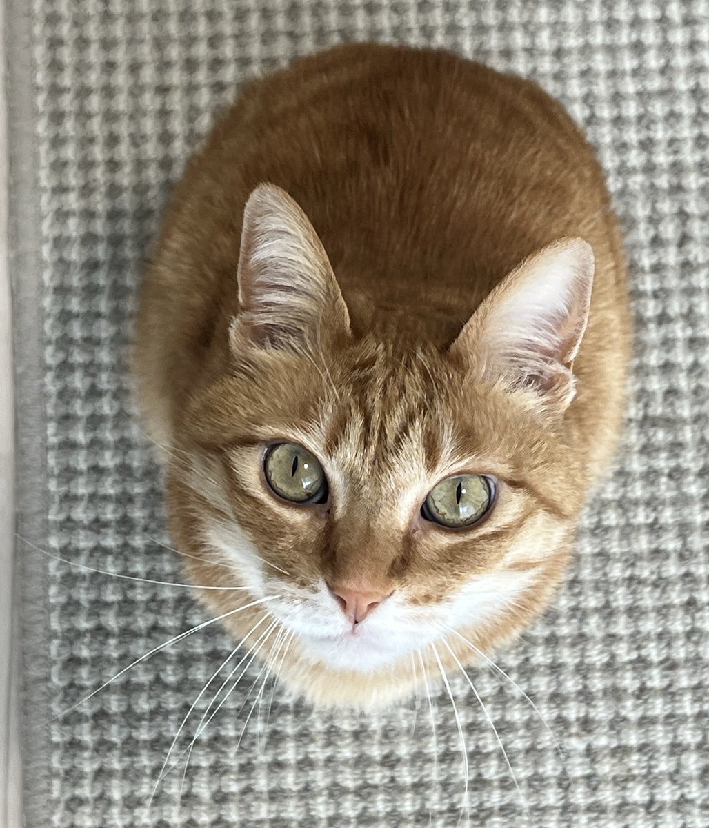 クウとカイ tweet media