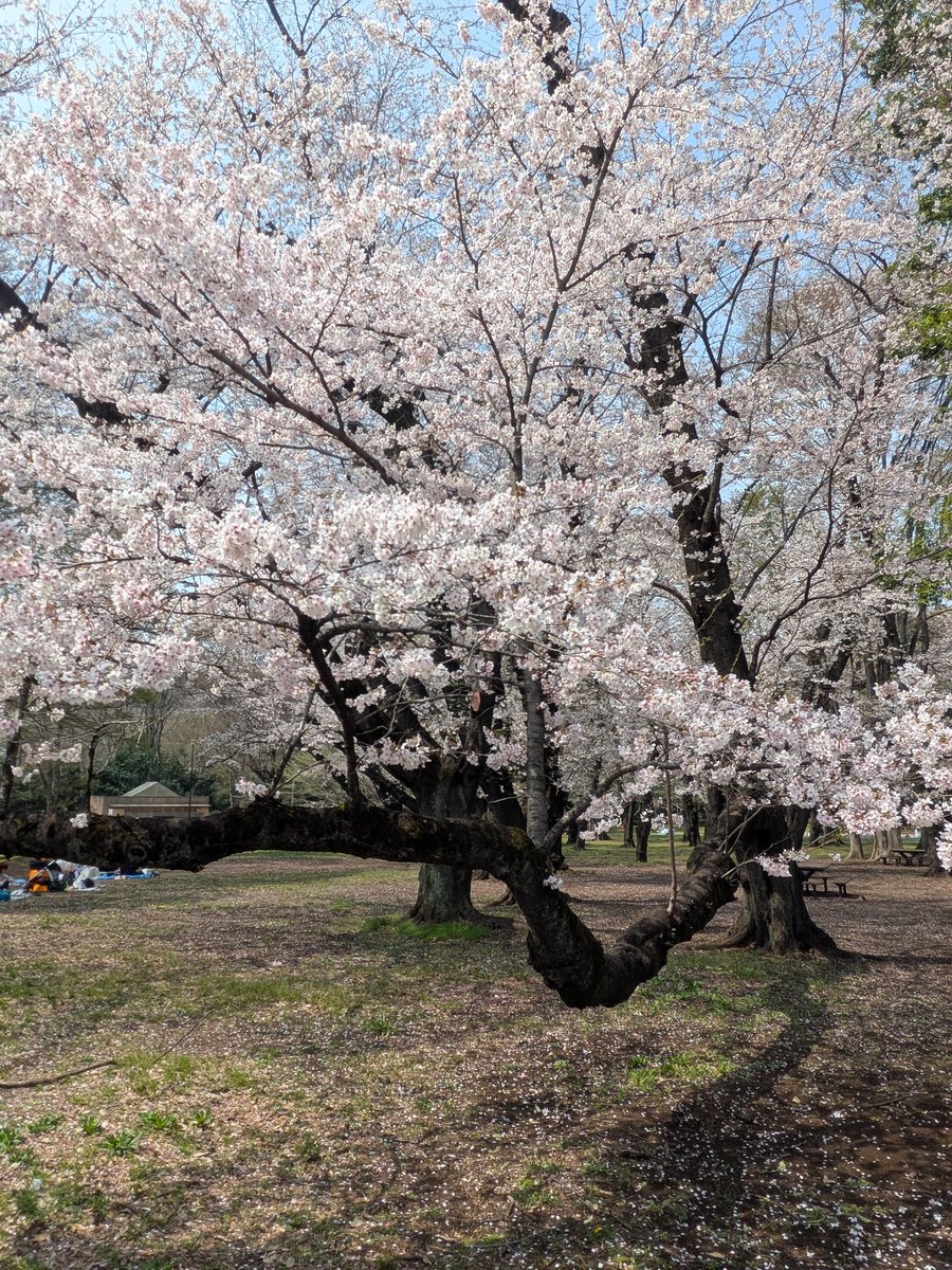ahsc_EB's tweet photo. 数年ぶりの砧公園🍀
大好きな場所✨ https://t.co/BYZPErhEd2