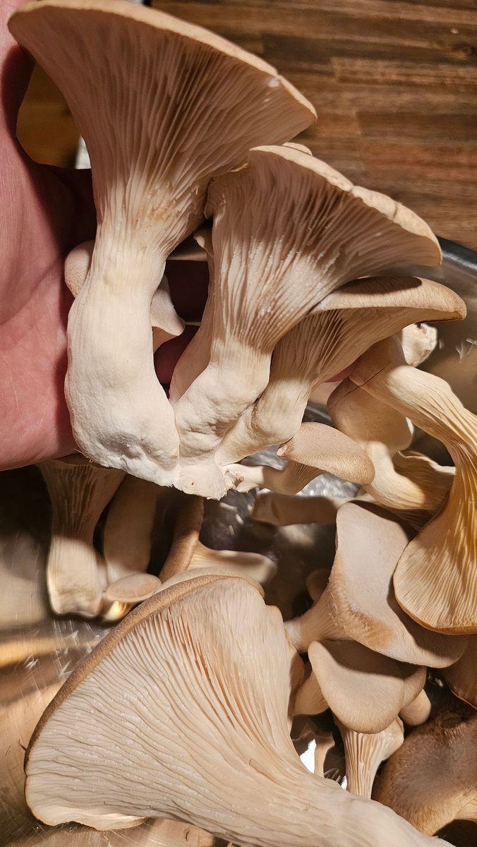 Pirate Software tweet media