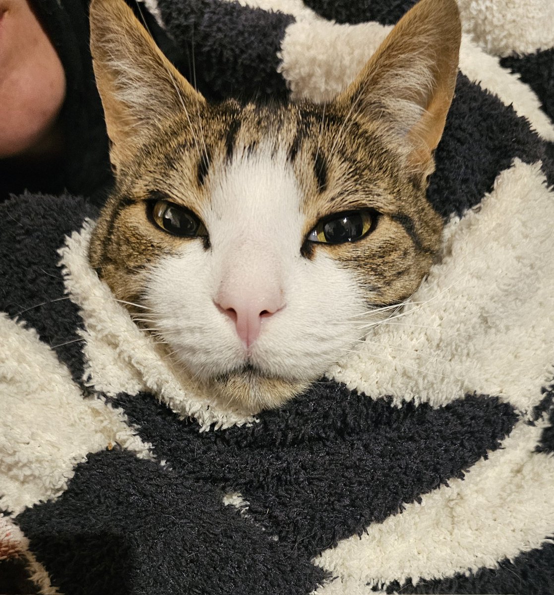 Pirate Software tweet media