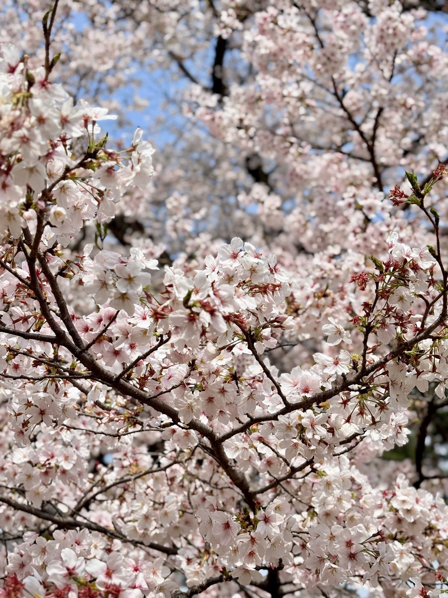 はむ_。 tweet media