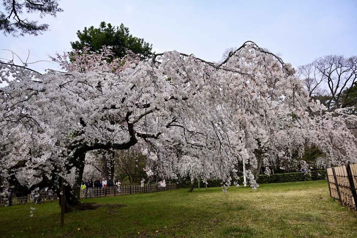 写真日和 tweet media