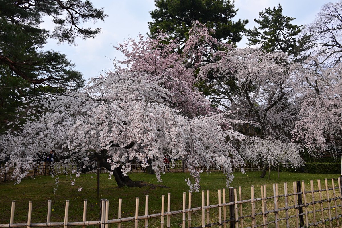 写真日和 tweet media