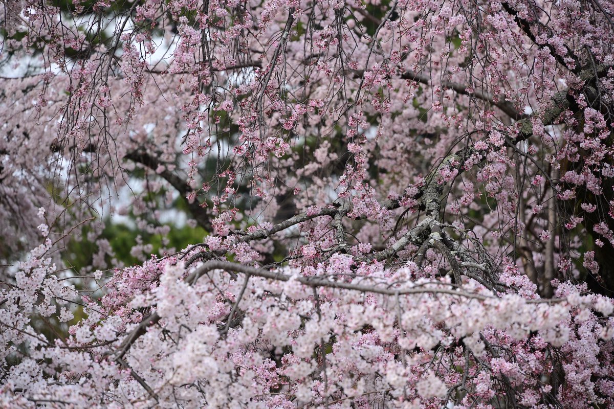 写真日和 tweet media