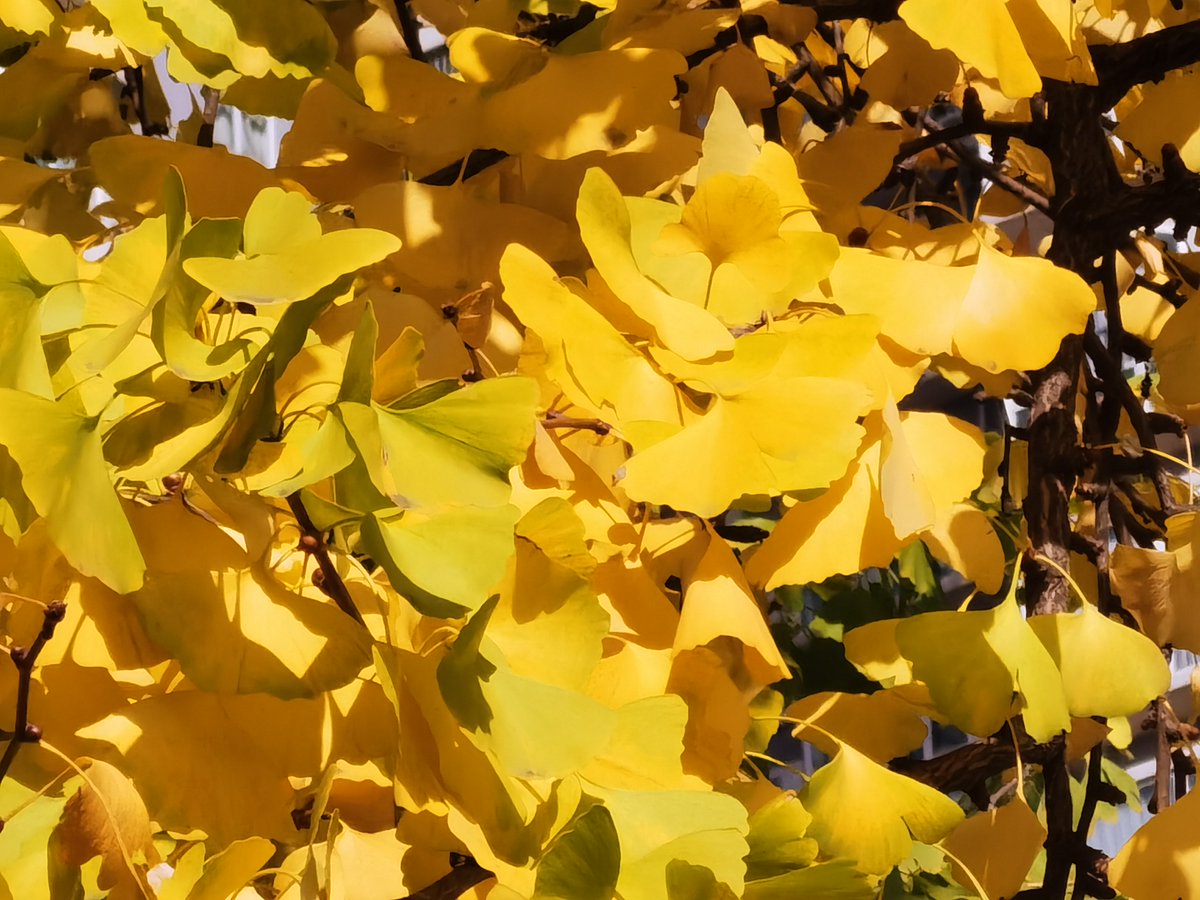 HellBeastRILEY's tweet photo. Autumn breeze, golden leaves, warm latte—perfect cozy day vibes https://t.co/2FYGdixGFU