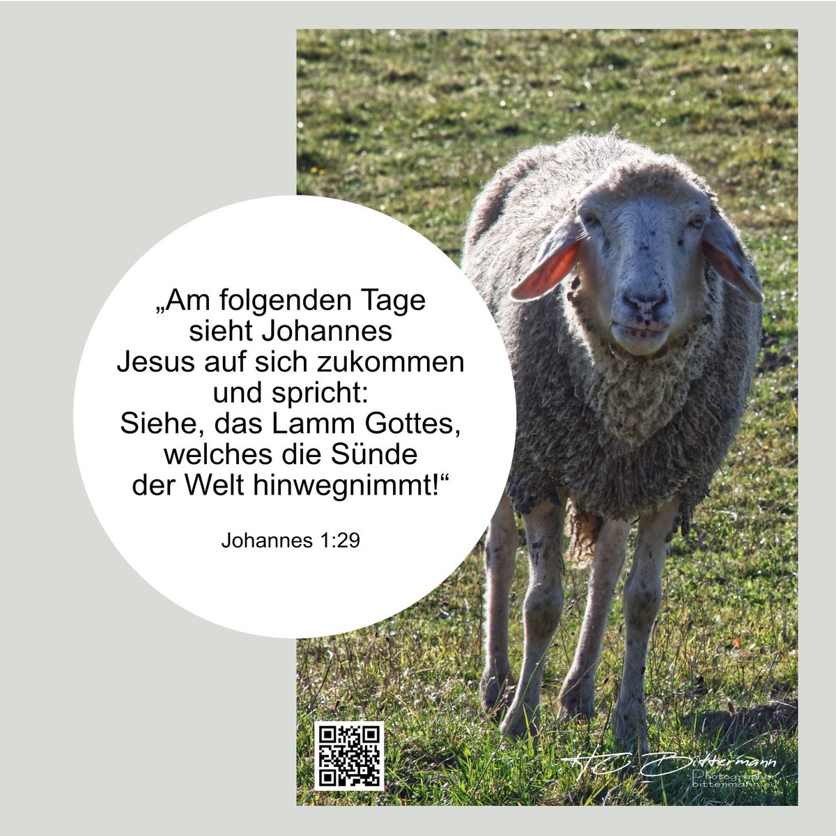 HC Bittermann 🕊️ tweet media