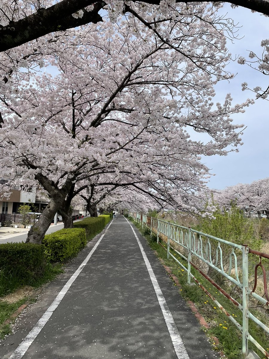 あおみかん@310 tweet media