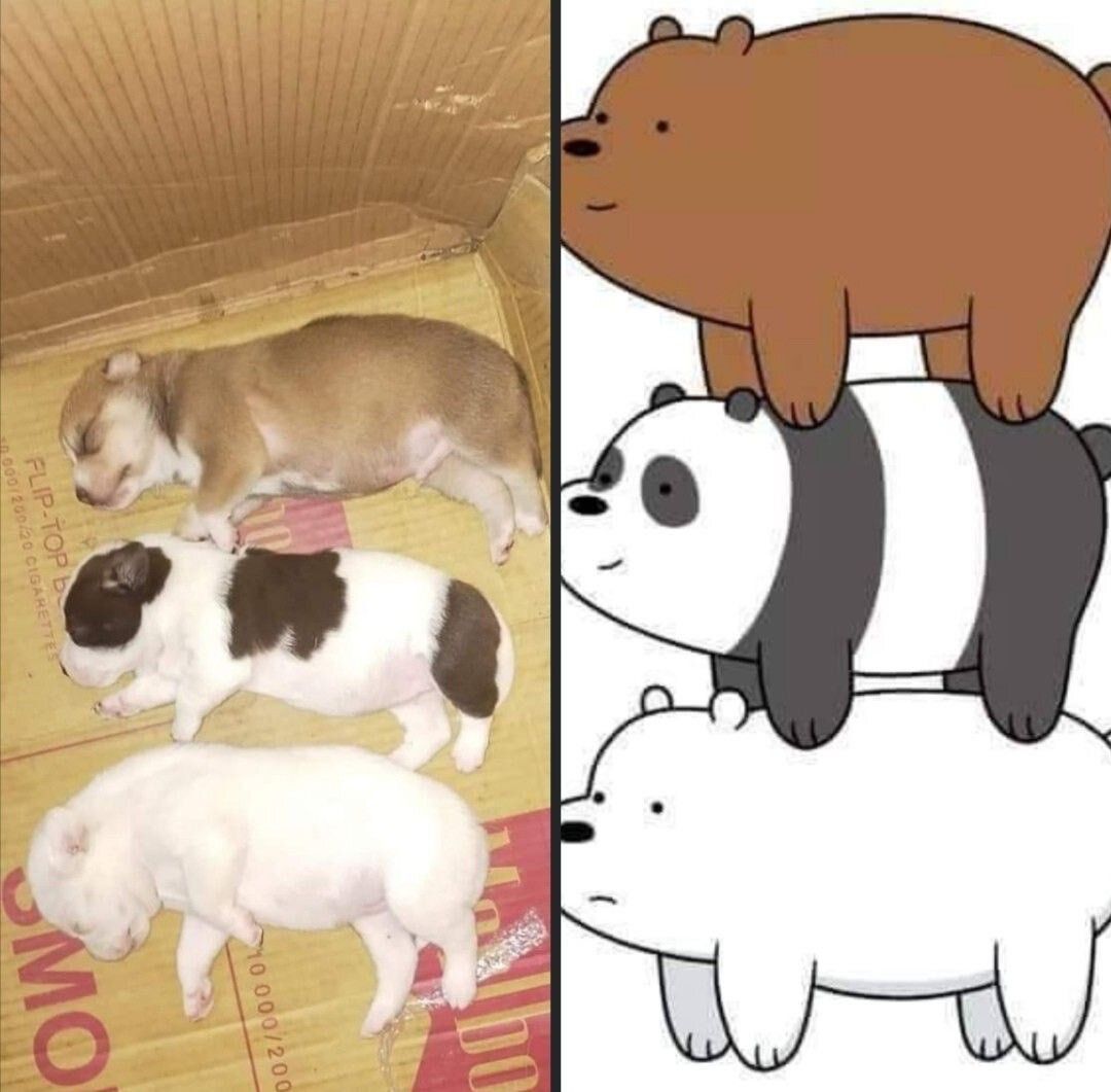 everything dogs 🐶 (@everythingdogss) on Twitter photo 