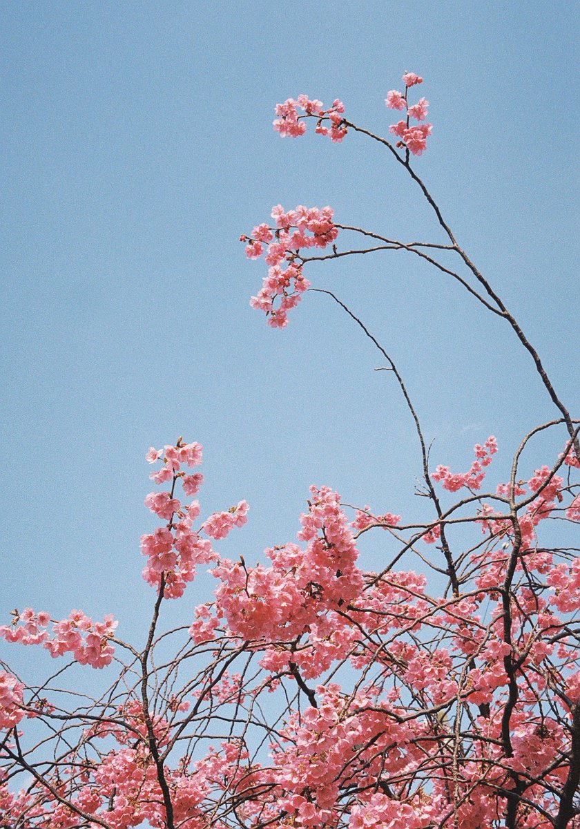 こまさん tweet media