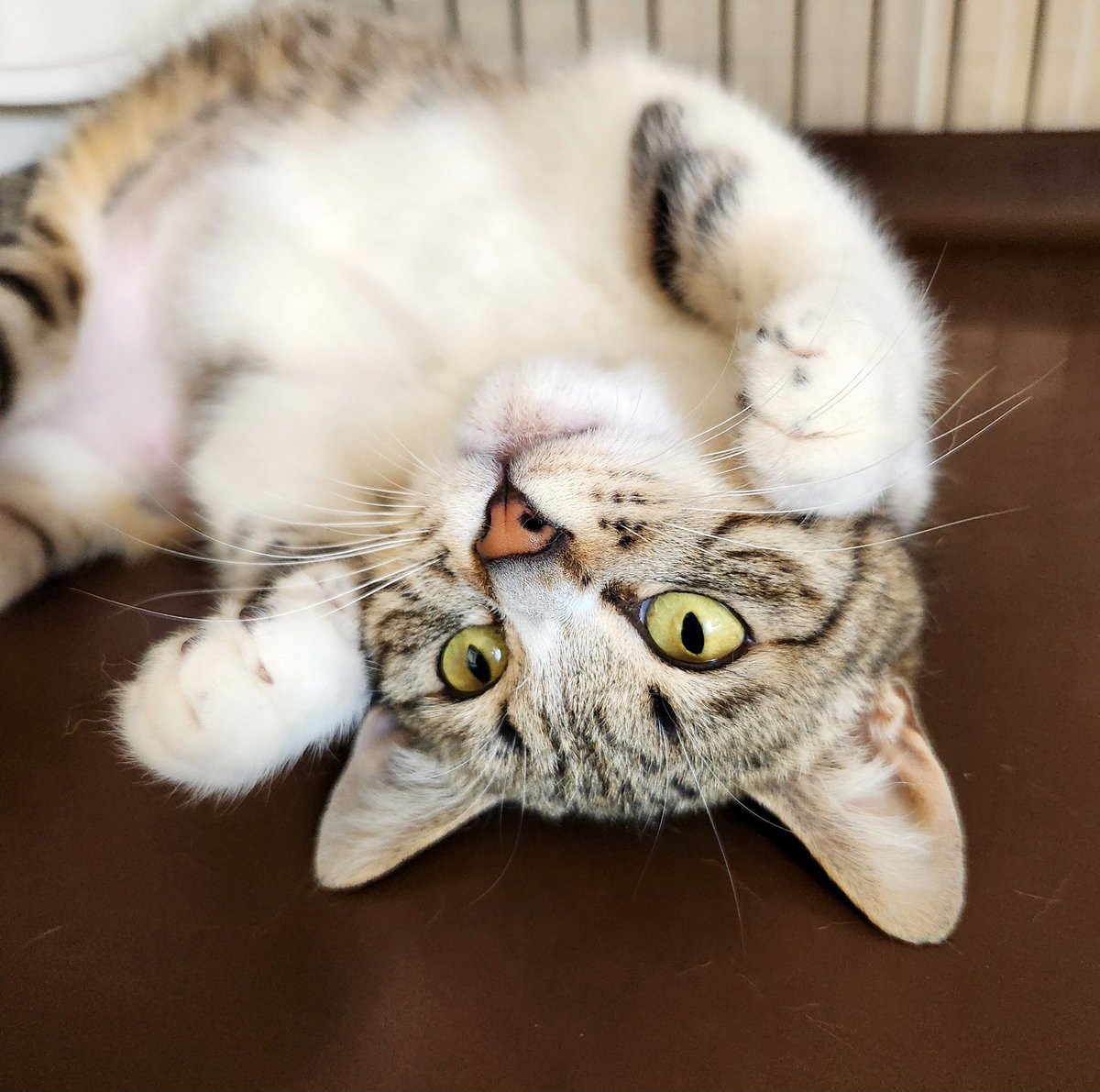 🌸ぱな🌸保護猫活動 tweet media