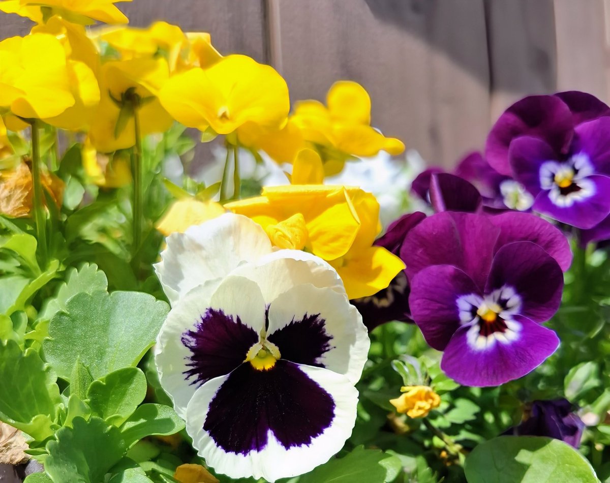 カンノ tweet media